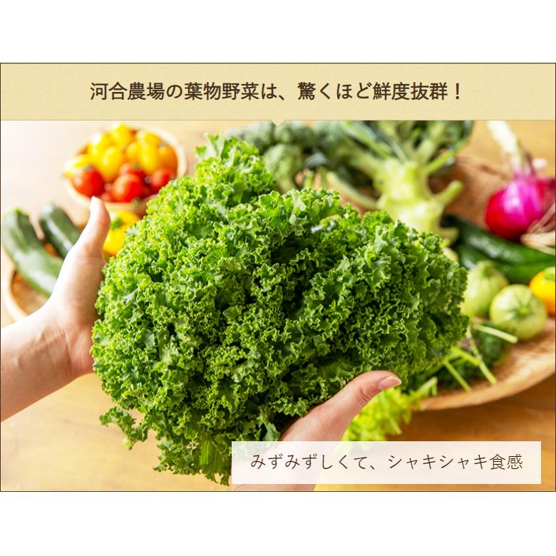 季節のおまかせ野菜セット 5種類以上 河合農場 送料無料