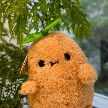 馬鈴薯娃娃 Ricespud 小嫩芽馬鈴薯