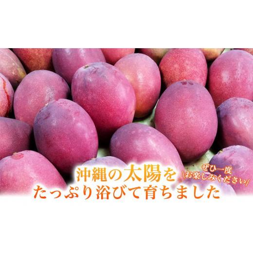 ふるさと納税 沖縄県 南城市 アップルマンゴー 秀品 南城市 約1kg (2〜3玉)