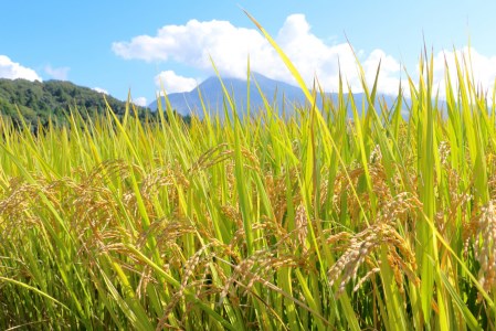 東松島産　つや姫　玄米10kg　米　お米　宮城県　玄米　東松島市　宮城県産