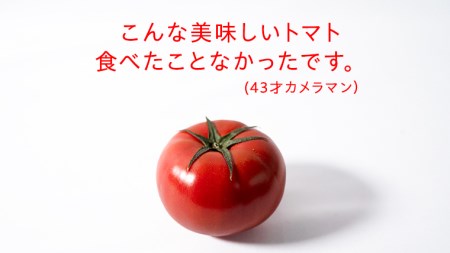 スーパーフルーツトマト 大箱 約2.6kg×1箱 （20～35玉） 糖度9度以上 トマト とまと 野菜 [BC001sa]