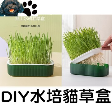 【台灣賣家】水培貓草盒+種子 DIY只要澆水免培養土 貓草盆栽 貓草盆 貓草 小麥草 貓咪用品 寵物用品