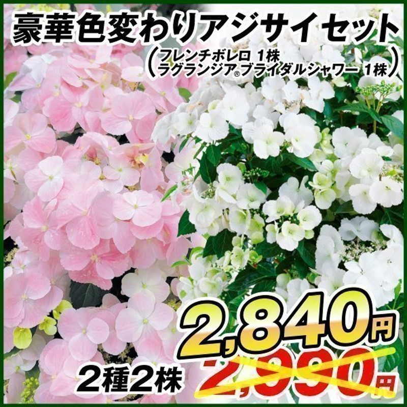 アジサイ 苗 豪華色変わりアジサイセット 2種2株 / 紫陽花 アジサイの苗木 あじさい ハイドランジア 庭木 植木 花木苗 通販  LINEポイント最大0.5%GET | LINEショッピング