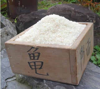 6回 定期便 希少品種米 ササシグレ 精米 5kg×6回 総計30kg   長沼 太一   宮城県 加美町