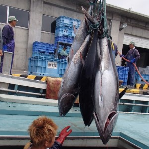 国産天然本マグロの赤身・中トロセット　C-03