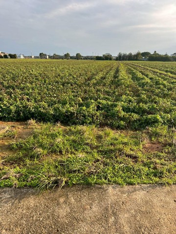 新屋近六六農地-2｜桃園市新屋區石磊子