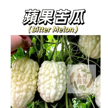 現貨（蘋果苦瓜種子10粒）四季種植 蘋果苦瓜種子 甘甜脆水果 苦瓜 春季四季播蔬菜種子大全臺灣蘋果苦瓜 發芽率高