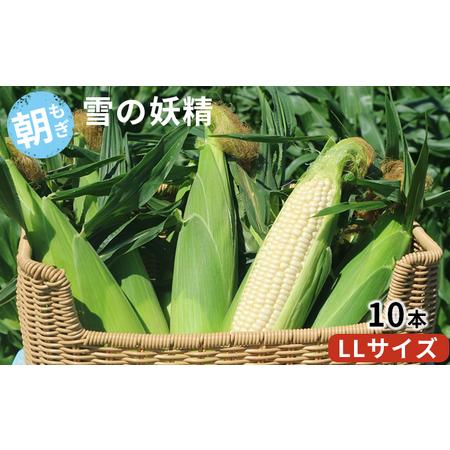 ふるさと納税 先行受付 北海道 富良野産 “朝もぎ” ホワイトコーン「雪の妖精」10本 LLサイズ (ウエノ農園 富.. 北海道富良野市