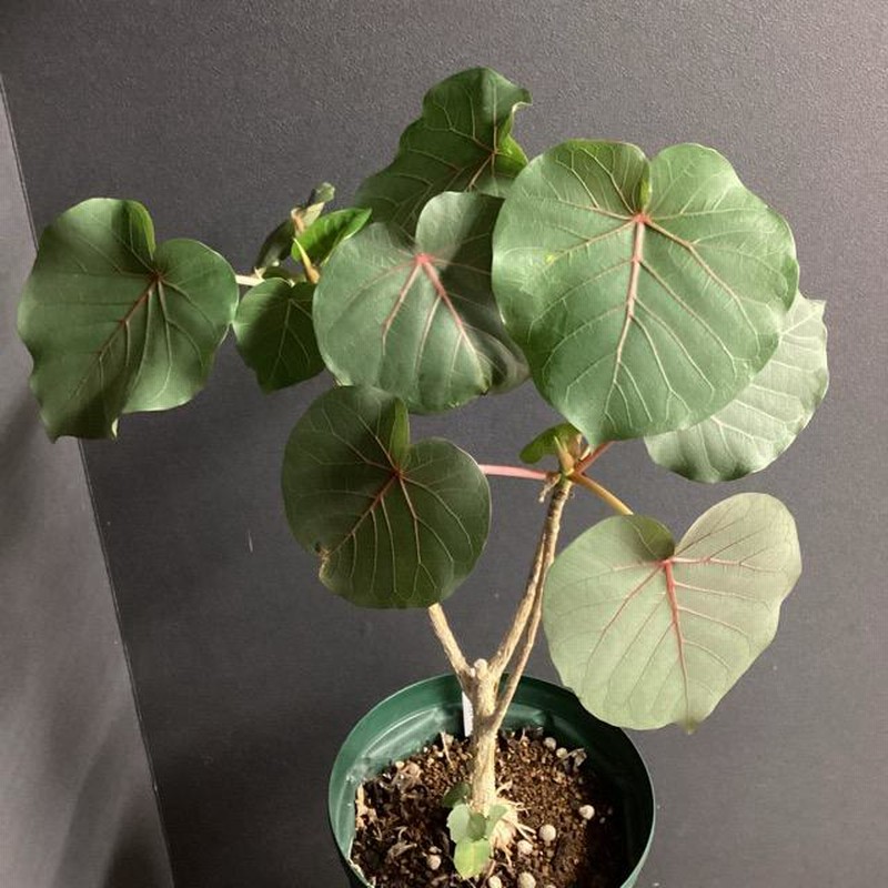 【オンラインショップ】 ゴムの木 観葉植物 赤ウンベ 希少種 ペティオラリス フィカス 花・観葉植物