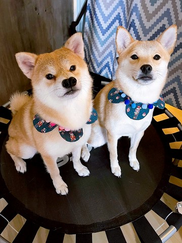 胡桃夾子四葉草項圈 花形口水肩 貓狗頸帶