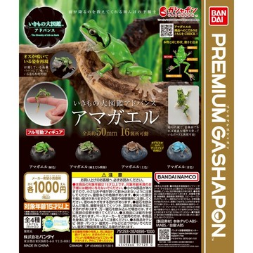 𓅓MOCHO𓅓 現貨 BANDAI Premium 扭蛋 生物大圖鑑進擊-日本雨蛙 全4種
