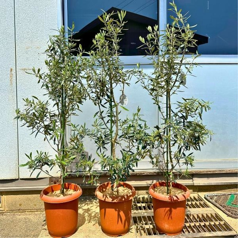 オリーブ チプレシーノ】約7号 高さ約93cm 鉢ごと発送 送料込み