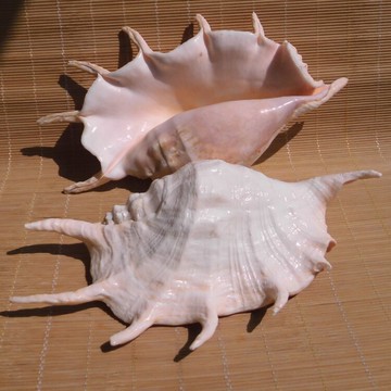 天然海螺貝殼 超大蜘蛛螺 七角螺 地中海家居擺件 水族魚缸造景