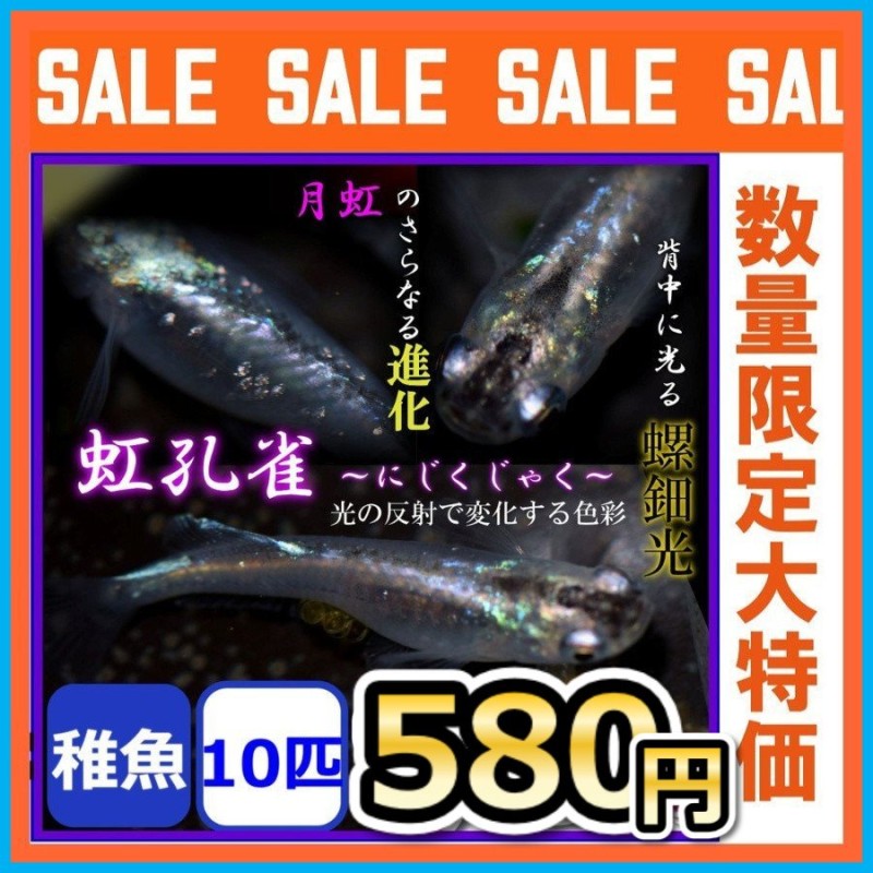 メダカ/孔雀 螺鈿光月虹めだか 稚魚10匹 通販 LINEポイント最大0.5%GET | LINEショッピング