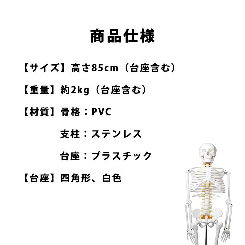 人体骨格模型 85cm 1/2モデル 骨格標本 骸骨 模型 直立 関節 可動 スタンド 台座 教材 展示 学校 理科室 実験室 病院 整骨院  LINEショッピング