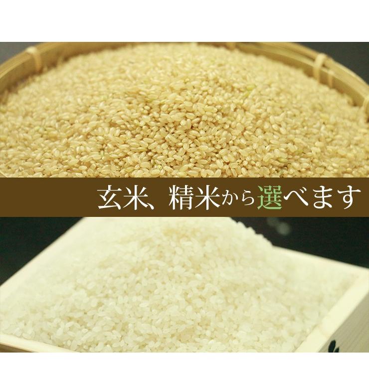 玄米　特別栽培米　5kg　山形県産こしひかり 　農薬7割減