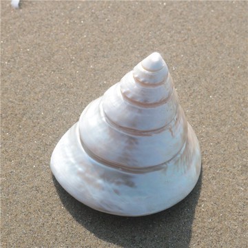 天然海螺貝殼馬蹄塔螺珍珠塔螺魚缸造景裝飾家居兒童禮物擺件