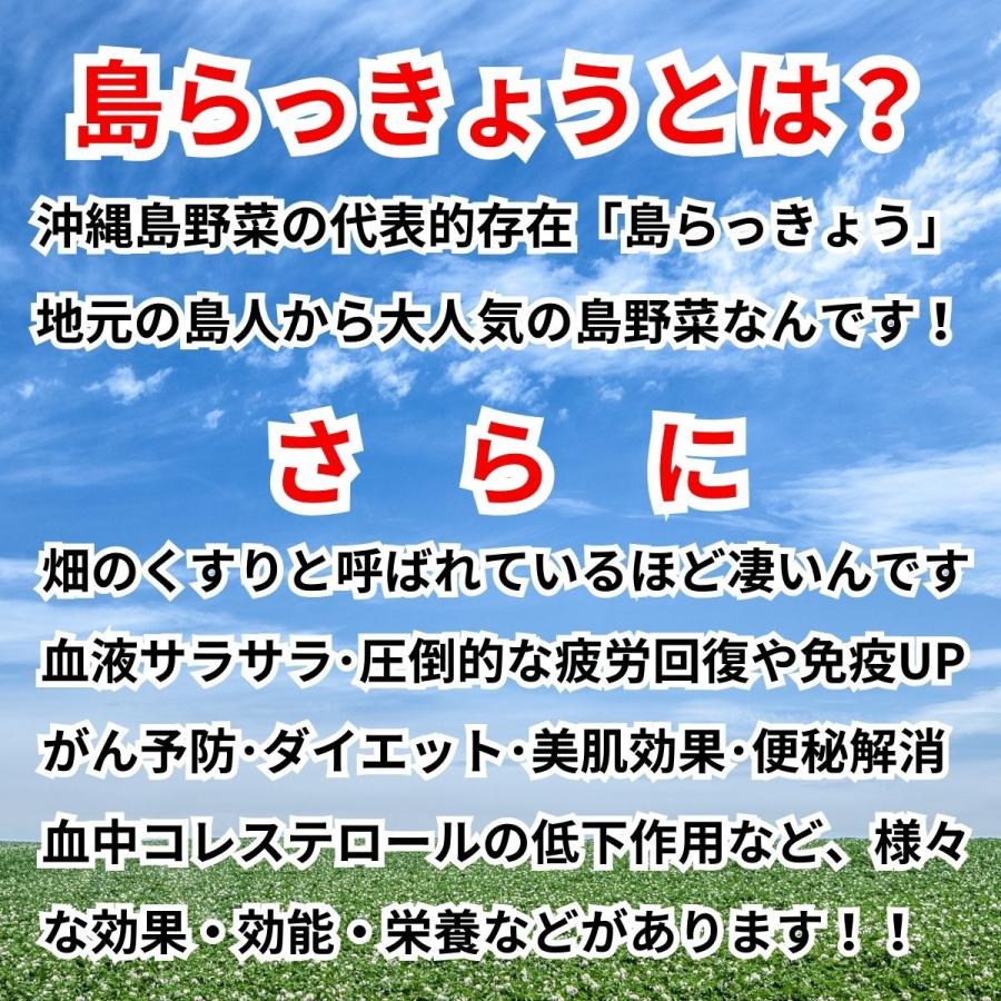 島らっきょう １ｋｇ沖縄産 おいしい しまらっきょう 土付き 島野菜 らっきょう エシャロット 玉ねぎ しゃきしゃき ビール 酒 肴 アテ おつまみ 天ぷら うまい