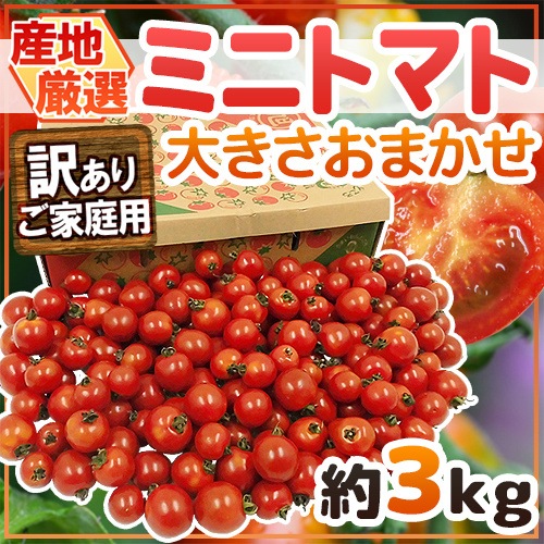 産地厳選 ミニトマト 訳あり 約3kg 大きさおまかせ プチトマト 茨城産 熊本産 北海道産など