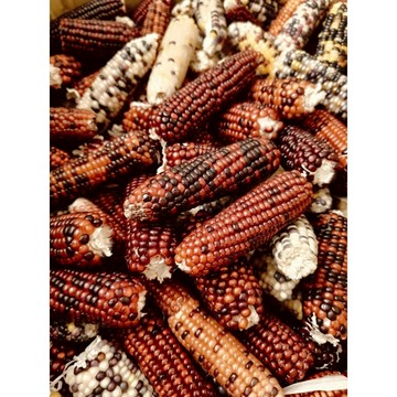 §寵愛安心+§ 倉鼠磨牙玉米 熱銷小零食