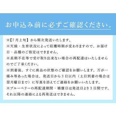 ふるさと納税 7月〜9月発送！農家秘蔵の極甘ブルーベリー　中粒500g（250g×2パック） 山梨県北杜市