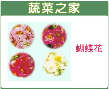 【蔬菜之家】H58.蝴蝶花種子 (共2種包裝可選)