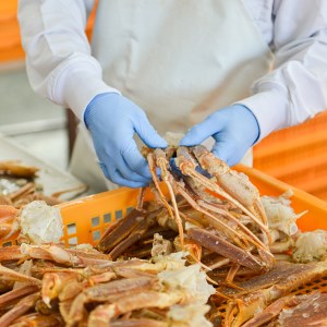 ボイル 本ずわいがに 1.5kg 6肩 (500g × 3) カジマ ずわい蟹 ズワイガニ ずわいがに かに カニ 蟹