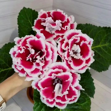 【台灣現貨】大岩桐種子重辦芙蓉花種子 四季開花新手易種 陽台盆栽庭院可播種 開花超美 稀有花卉種子 花卉種籽