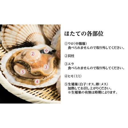 ふるさと納税 『活ほたて』大サイズ2kg（8〜10枚）オホーツク産 北海道枝幸町