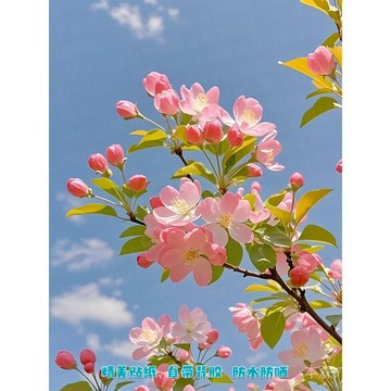 🌿日式昭和🌿日式海報 房間海報 富士山 櫻花 春意盎然櫻花風景海報貼紙墻麵客廳臥室走廊櫃門玄關書房裝飾防水 LRWJ