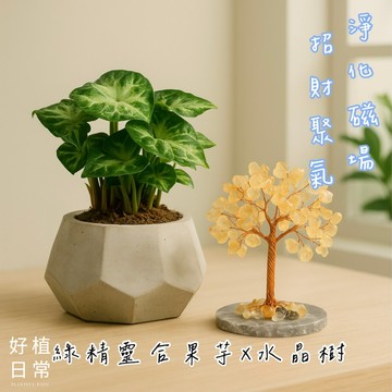 【好植日常】｜好植日常｜送禮綠植水晶樹兩件組｜綠精靈合果芋 × 水晶樹- 自帶清新磁場，風水入門必備組