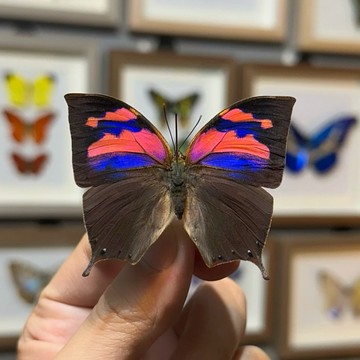 【現貨】🦋粉紫葉蛺蝶🦋蝴蝶 昆蟲 模型 乾貨三角紙包裝 #非活體 #類模型 #藝術品