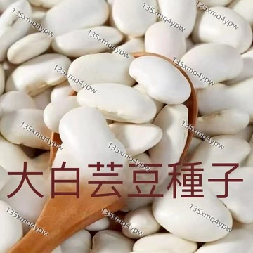 現貨 九粒白芸豆種子（50粒）四季高產 淨重雲南白芸豆 大白芸豆 乾貨 新貨農家豆類 雲南白芸豆新種子