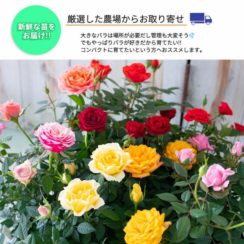 予約販売 ミニバラ さくらいろ 3号ポット 四季咲き バラ 薔薇
