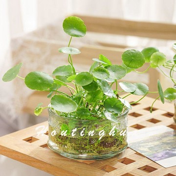 ✨超低價 免運 ✨水培植盆 水培植物花盆簡約創意玻璃花瓶透明銅錢草玻璃瓶辦公桌水培盆栽植物室內小綠植