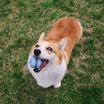 【貓狗用品】PetDreamHouse 幾何藏食彈跳玩具 紓壓柔咬系列