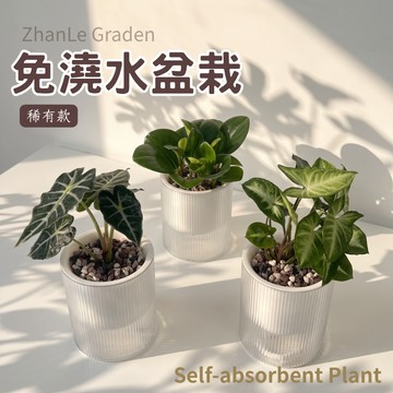 吸水盆栽稀有款 彈簧草 海葡萄 小槍辣椒 銀葉菊 半日照 植物 植栽 免澆水盆栽 吸水盆 辦公室 自動吸水 桌上型植物