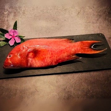 野生紅條海石斑 (400克/450克 )海鮮 生鮮 紅石斑 石斑 紅鰷 虎條 燕尾 熱銷 快速到貨