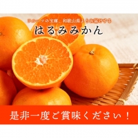 青秀以上 紀州有田産 はるみ 約5kg（Lサイズ）《2024年1月下旬-3月上旬頃より順次出荷》和歌山県 日高川町 フルーツ 果物 はるみ