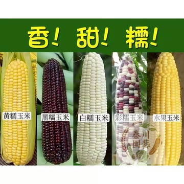 現貨🌽（多款玉米種子）甜糯玉米超甜水果玉米包玉米種子白糯彩糯紫黑糯黃糯玉米種子#水果有機蔬菜種子營養價值高 高產量