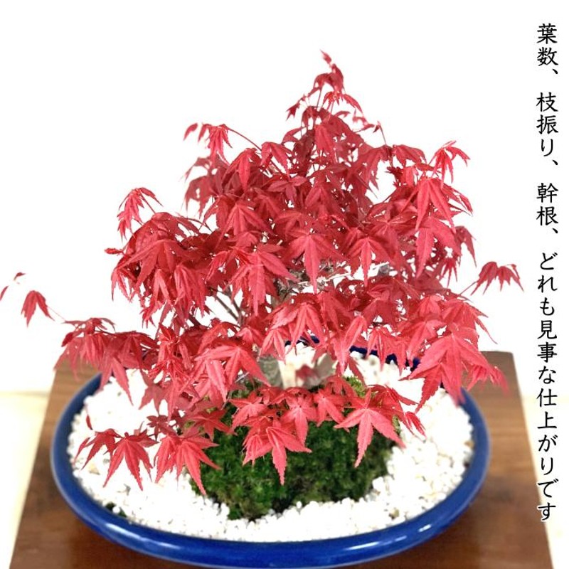 盆栽 紅葉(出猩々) もみじ モミジ (樹高40cm・幹元径5cm) - フラワー 