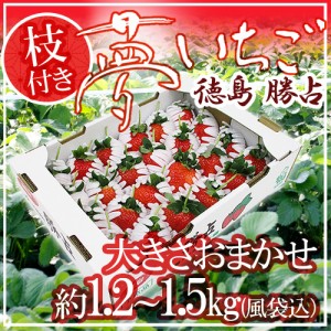 徳島県勝占産 ”枝付き夢いちご” 約1.2～1.5kg（風袋込） 大きさおまかせ 送料無料