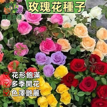 玫瑰花種子  重瓣紅玫瑰 四季開花 陽台盆栽 庭院花卉 玫瑰花籽 容易種植 玫瑰花草本植物 新鮮玫瑰 觀賞植物 插花