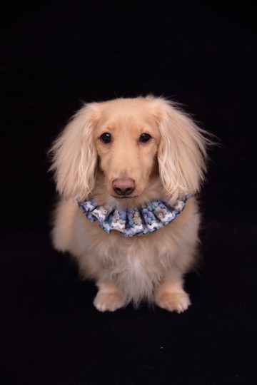 Angel Nina 寵物 圍兜 領巾 脖圍