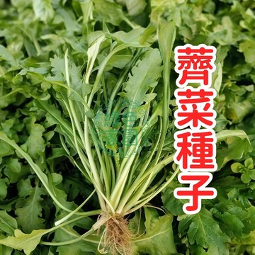 【薺菜種子】家用蔬菜 新鮮時令 野菜種籽 家庭菜園 盆栽種植 綠葉蔬菜 有機食材  快速生長 耐寒易種 田園樂趣