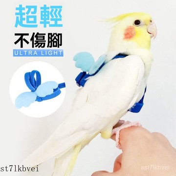 鸚鵡腳鏈 鸚鵡外出繩 鳥腳套 鳥腳環 不鏽鋼腳鍊 鸚鵡腳環 鸚鵡活環 不銹鋼鸚鵡腳鏈 鸚鵡日用品鸚鵡放飛繩遛鳥神器玄風外