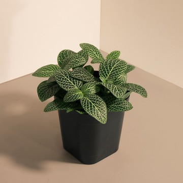 Nerve 白網紋草_室內植栽