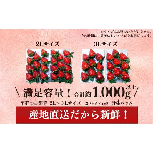 ふるさと納税 奈良県 平群町 いちご 平群の古都華 2L 〜 3L サイズ （2パック×2回）計4パック 扇田農園