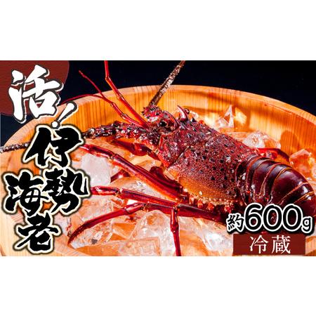 ふるさと納税 KU067 ＜数量限定＞宮崎県串間産伊勢エビ(計約600g・1〜3匹)  宮崎県串間市