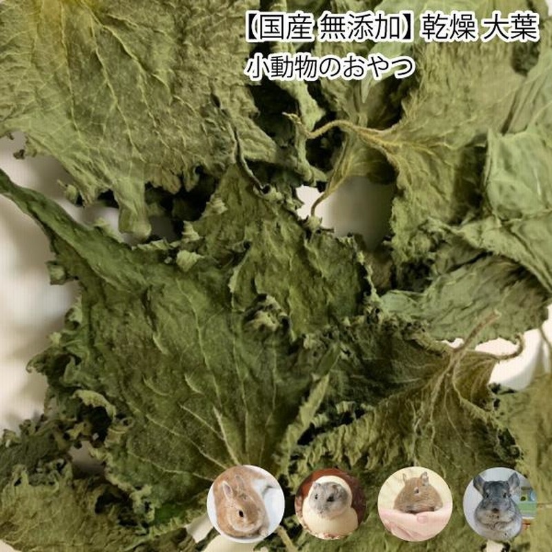 生葉/乾燥葉 ☆セミオーダーページ☆ ウサギ ハムスター リクガメ さん